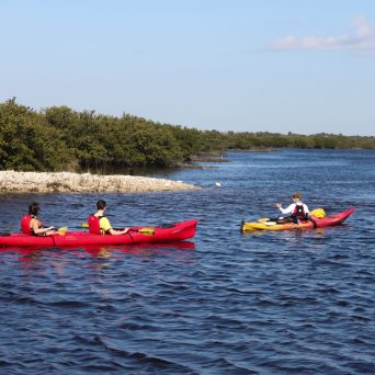 kayak tour paddling through mangrove tidal creeks on matanzas river estuary
