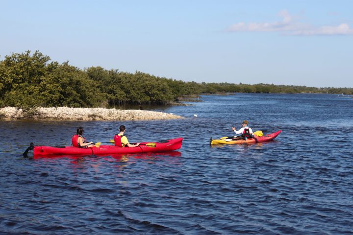 kayak tour paddling through mangrove tidal creeks on matanzas river estuary