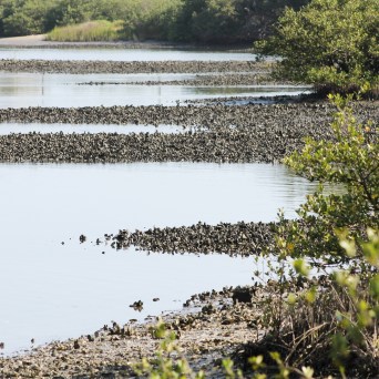 a flock of seagulls next to a body of water