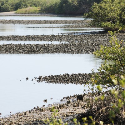 a flock of seagulls next to a body of water